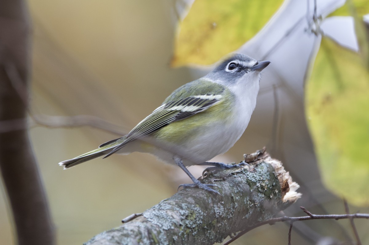 Blue-headed Vireo - ML644597894