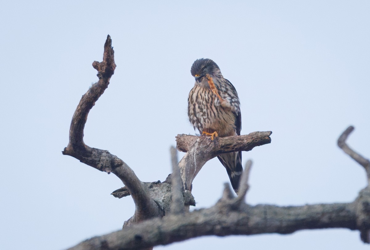 Smeriglio - ML644597897