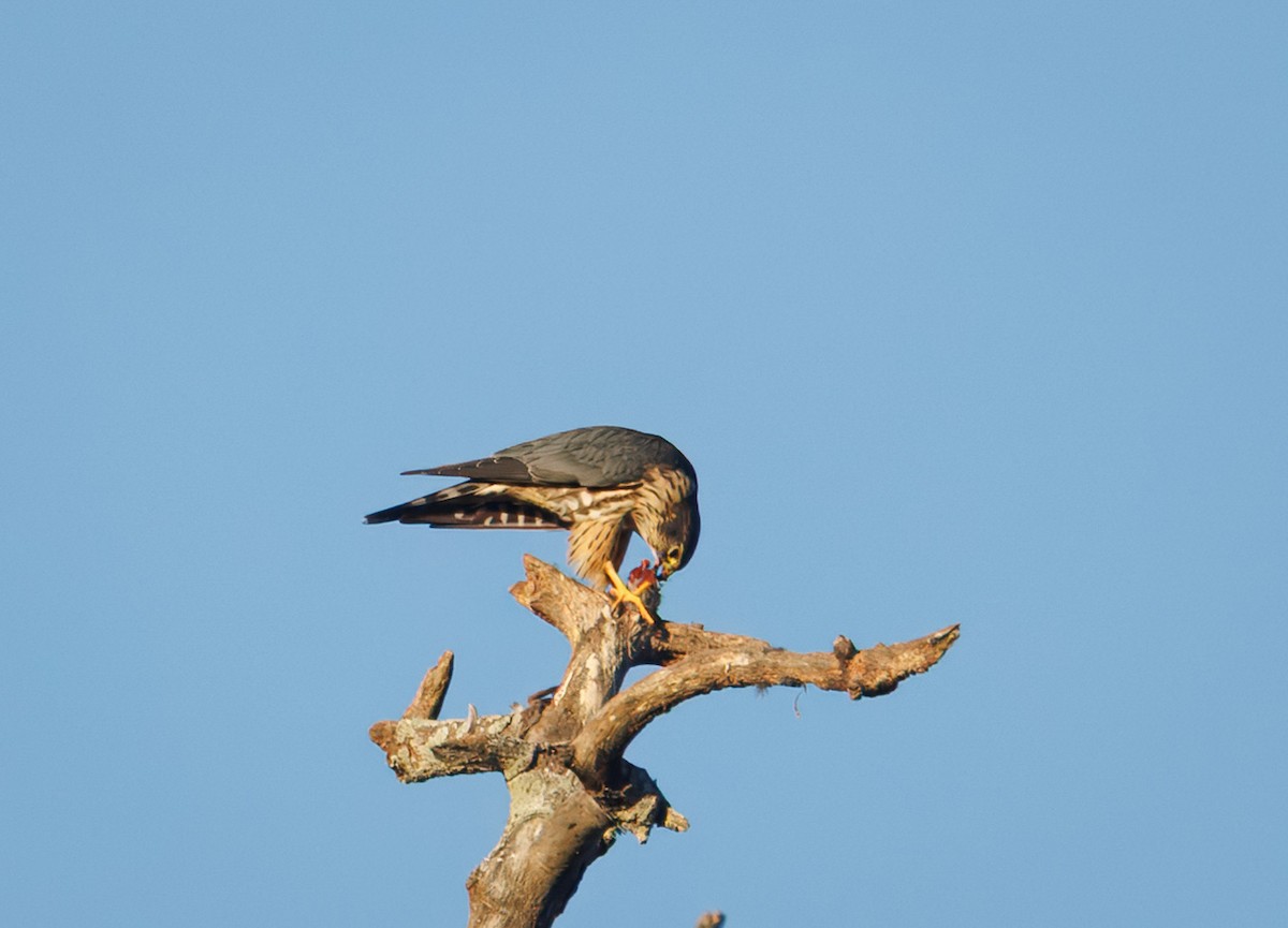 コチョウゲンボウ - ML644597899