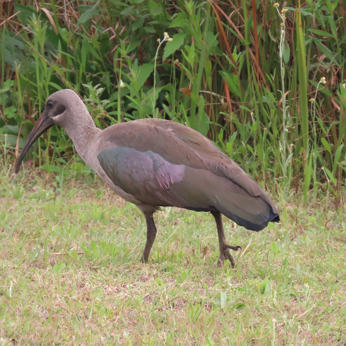 hadadaibis - ML644597900