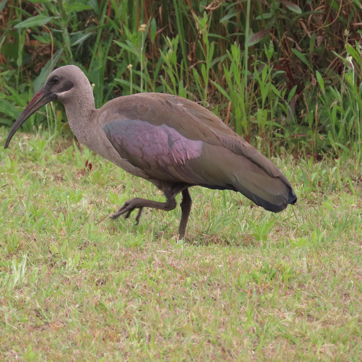 hadadaibis - ML644597901