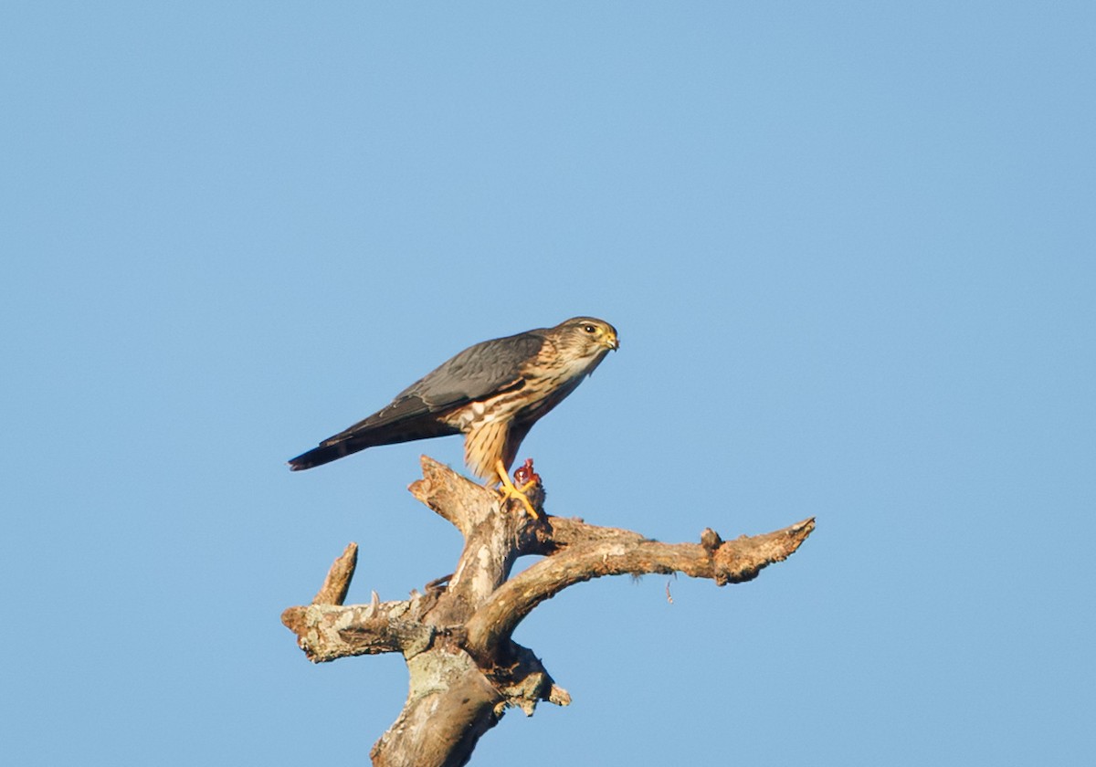 Smeriglio - ML644597902