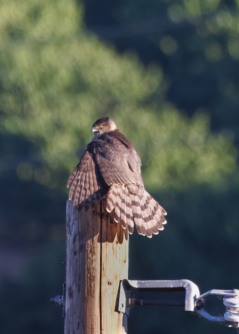 Cooper's Hawk - ML644597910