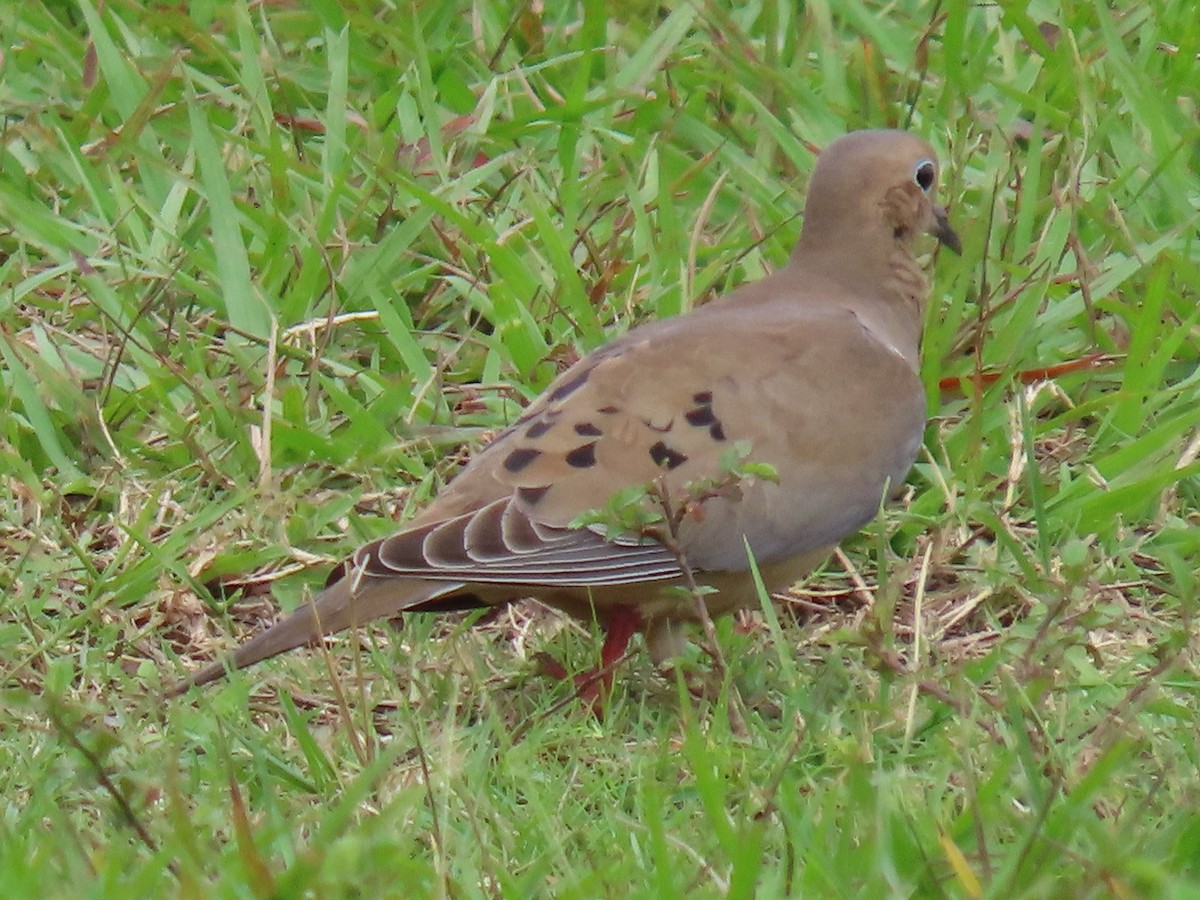 Tourterelle triste - ML644597911