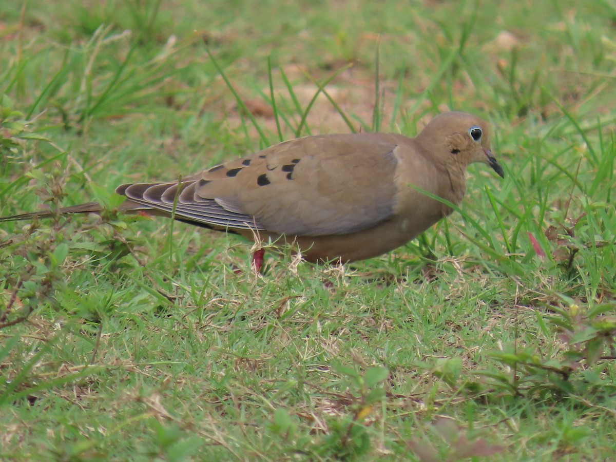 Tourterelle triste - ML644597912