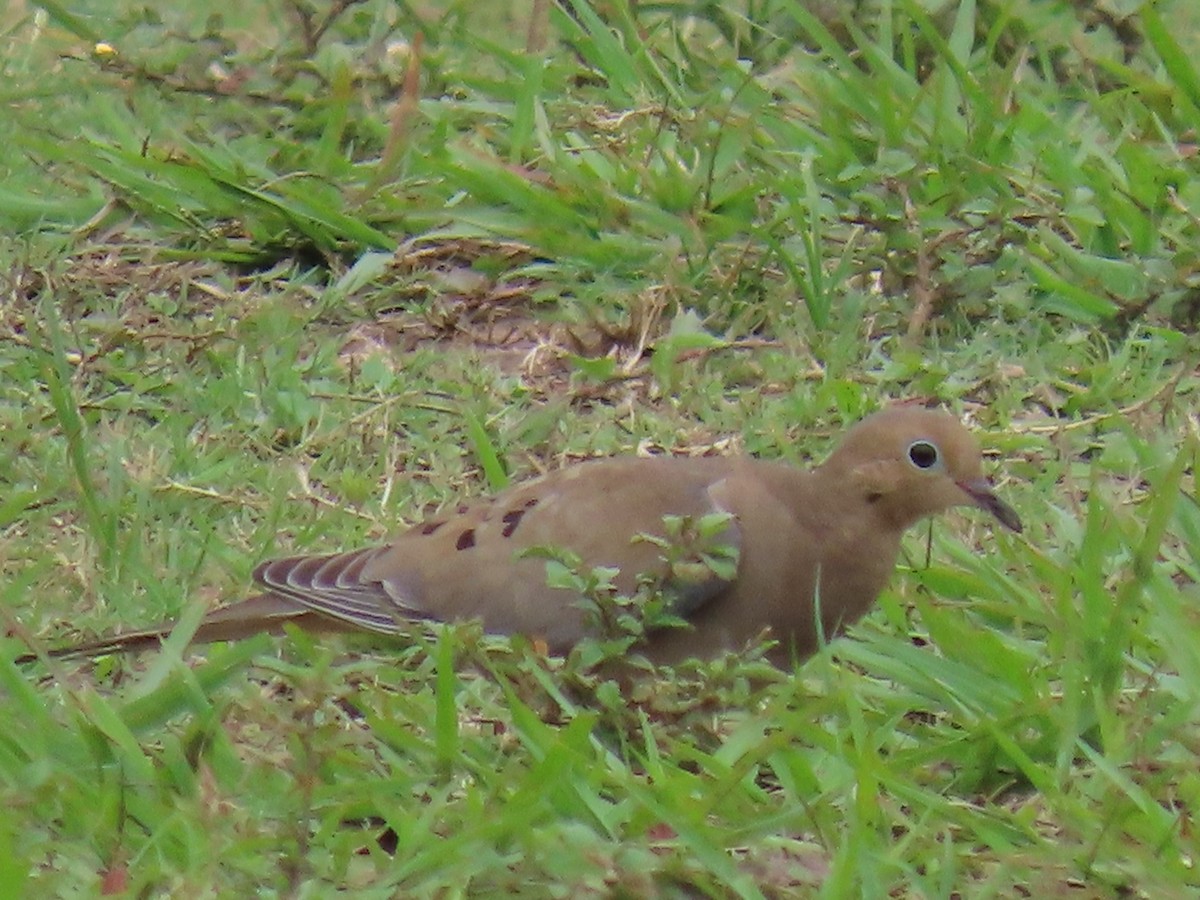 Tourterelle triste - ML644597913