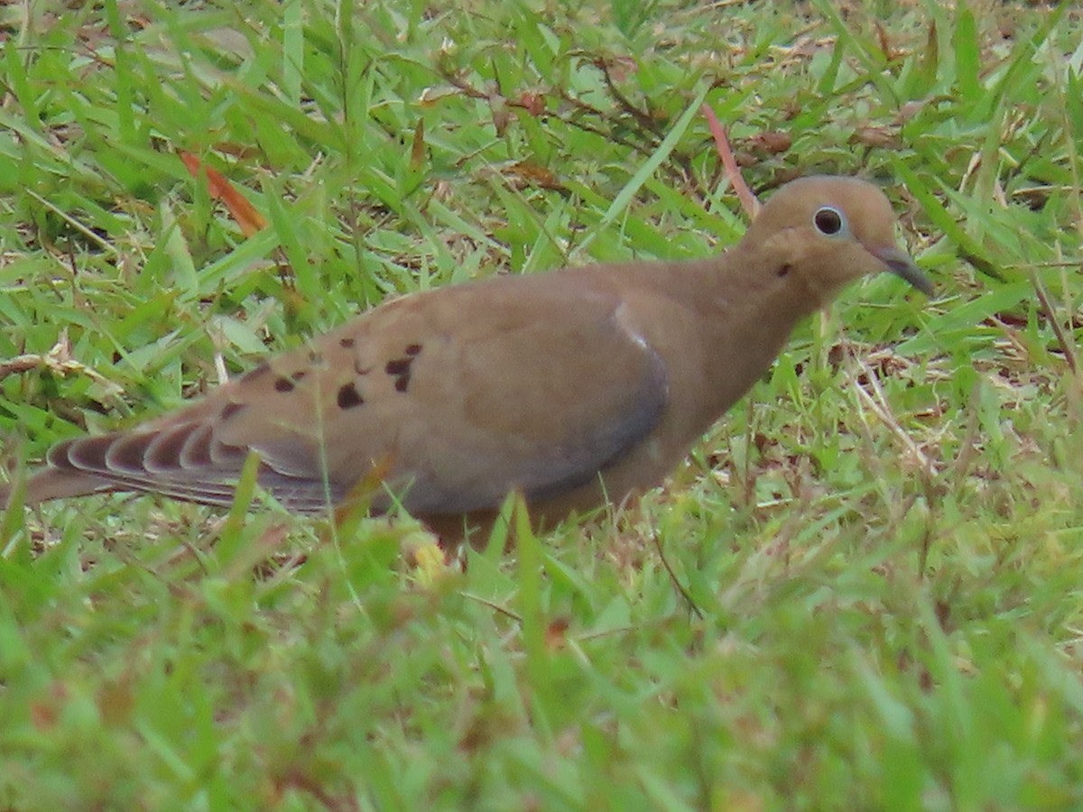 Tourterelle triste - ML644597914