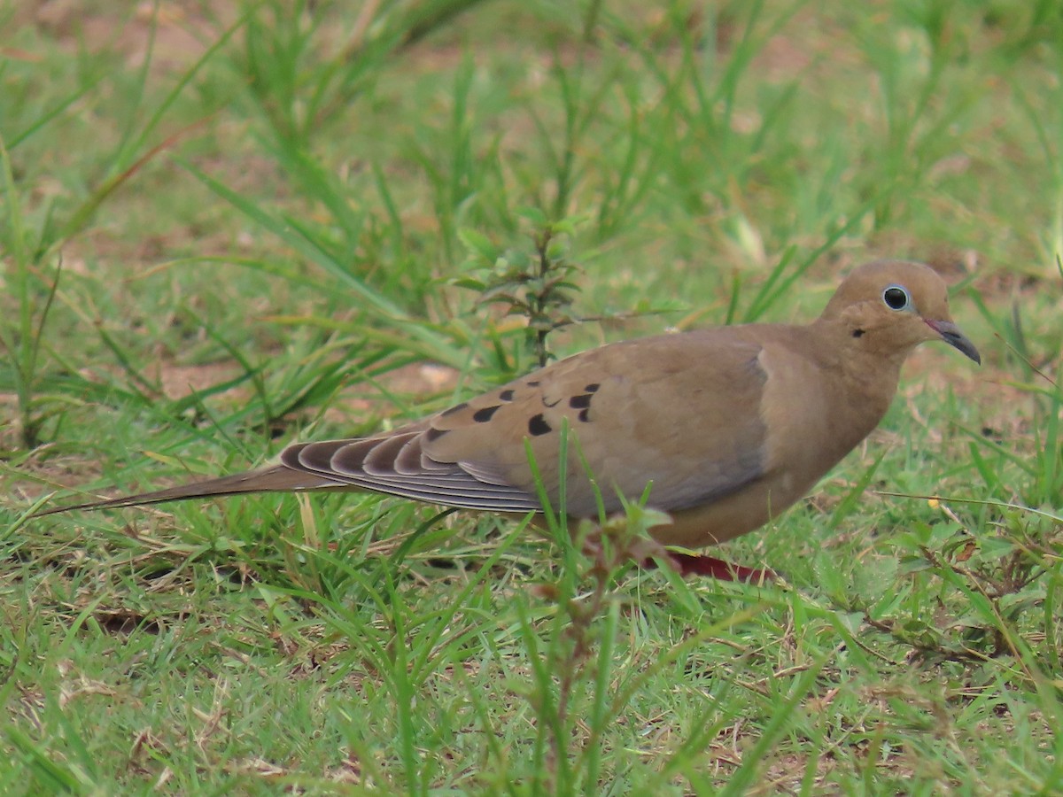 Tourterelle triste - ML644597915