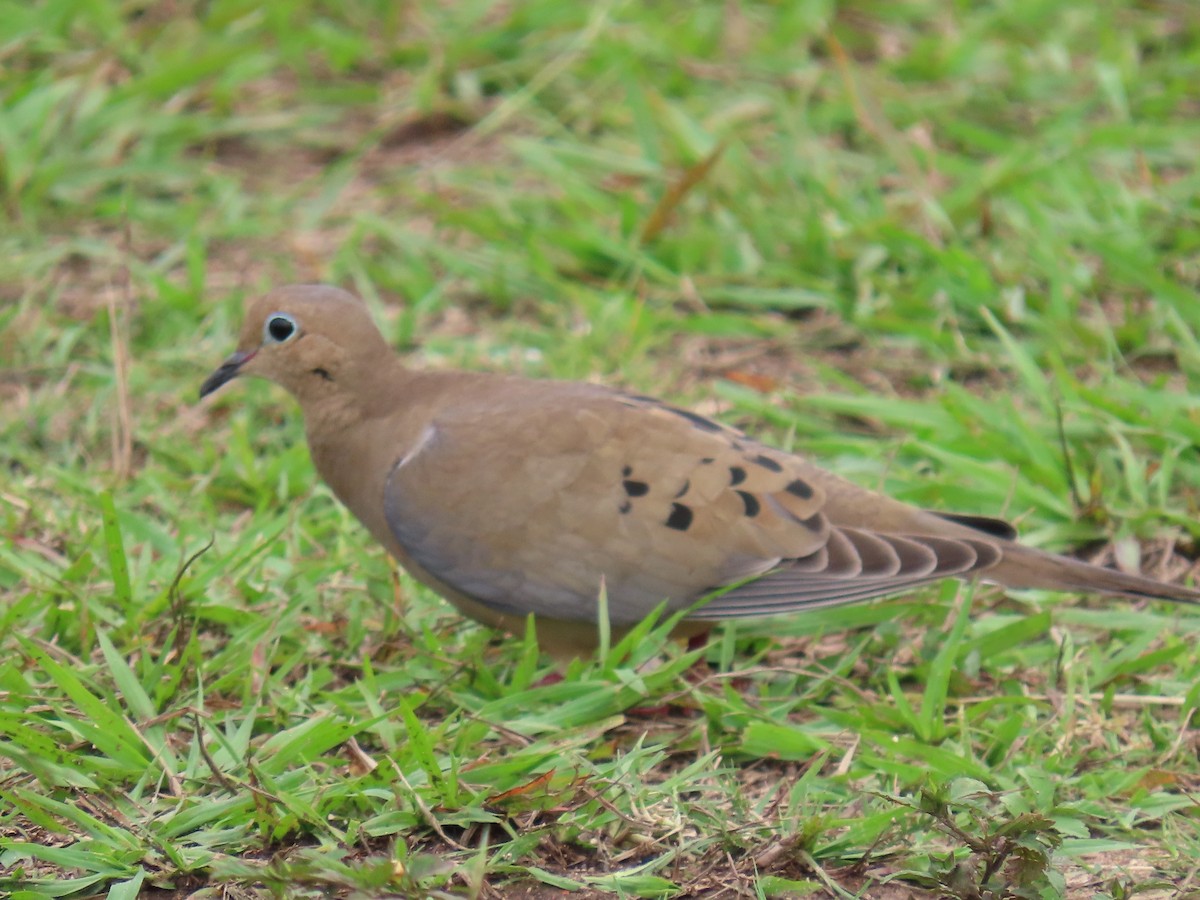 Tourterelle triste - ML644597916