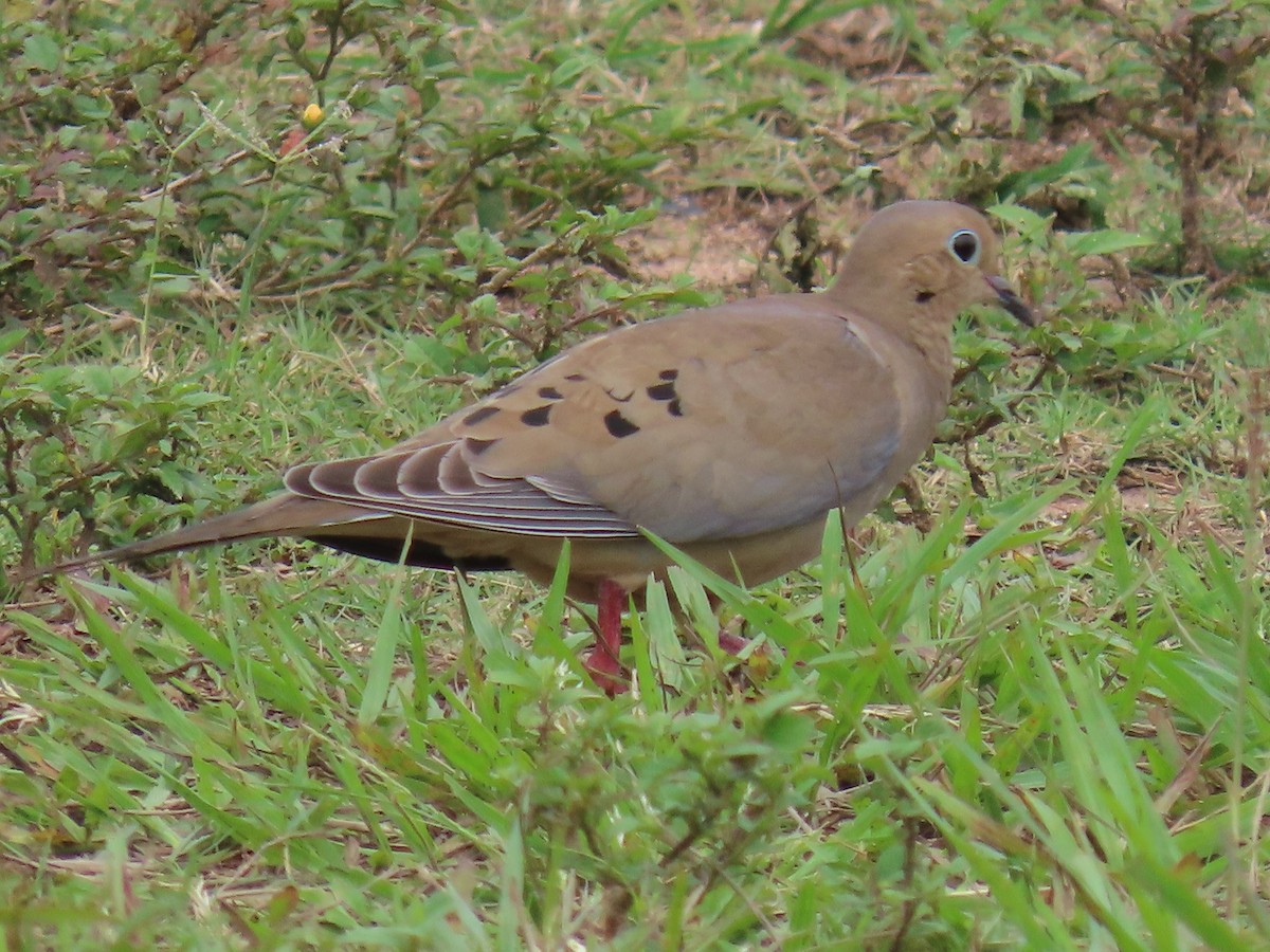 ナゲキバト - ML644597917