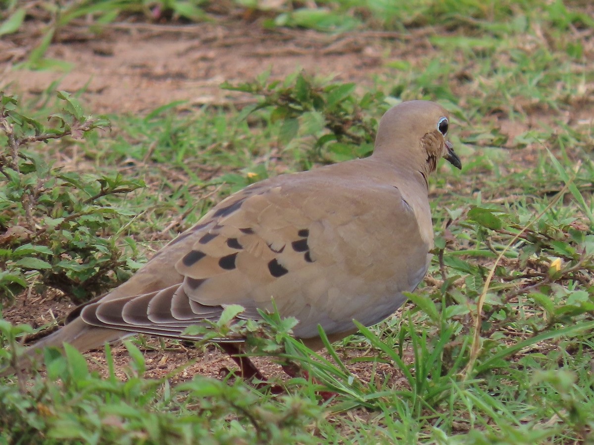 ナゲキバト - ML644597918