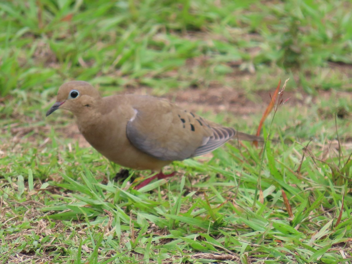 ナゲキバト - ML644597919