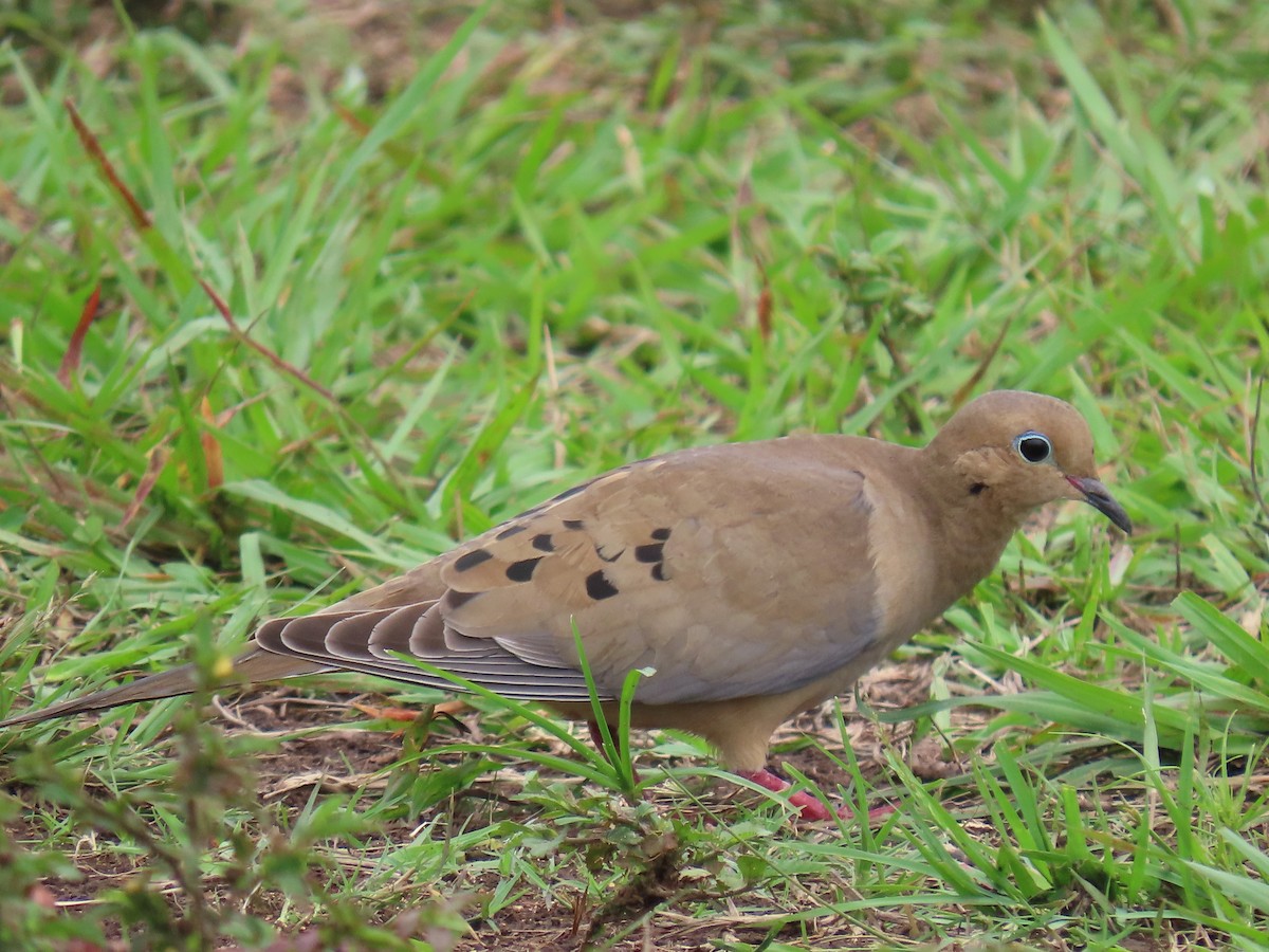 ナゲキバト - ML644597920