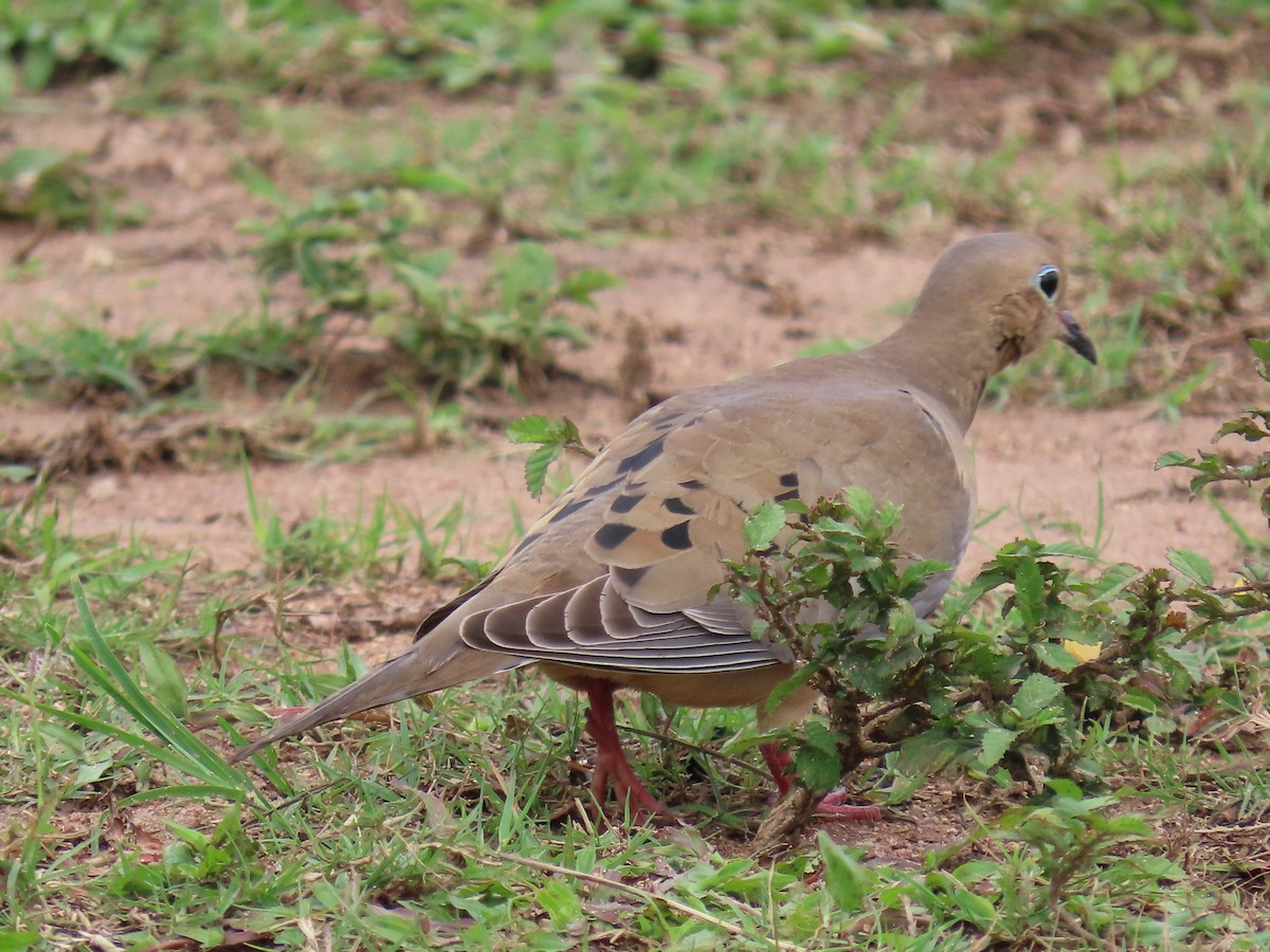 ナゲキバト - ML644597921