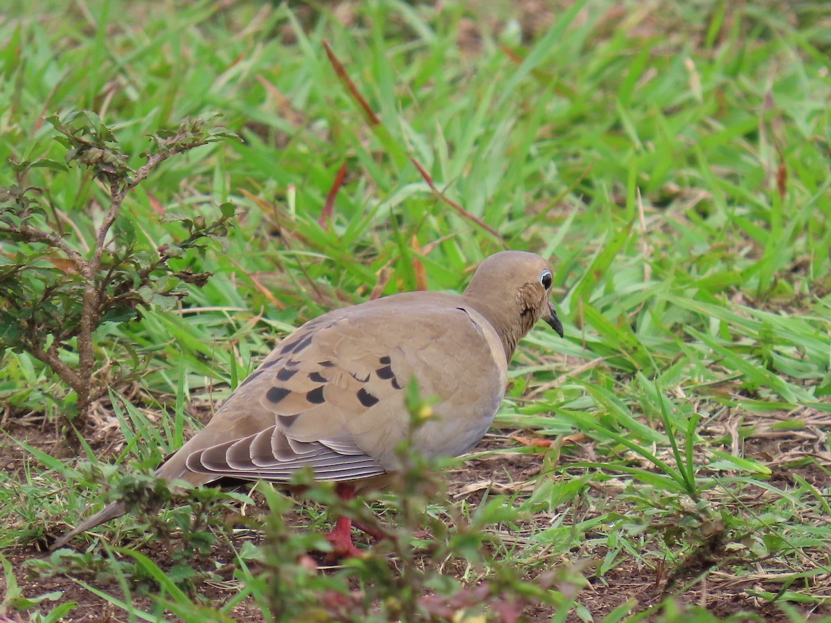 ナゲキバト - ML644597922