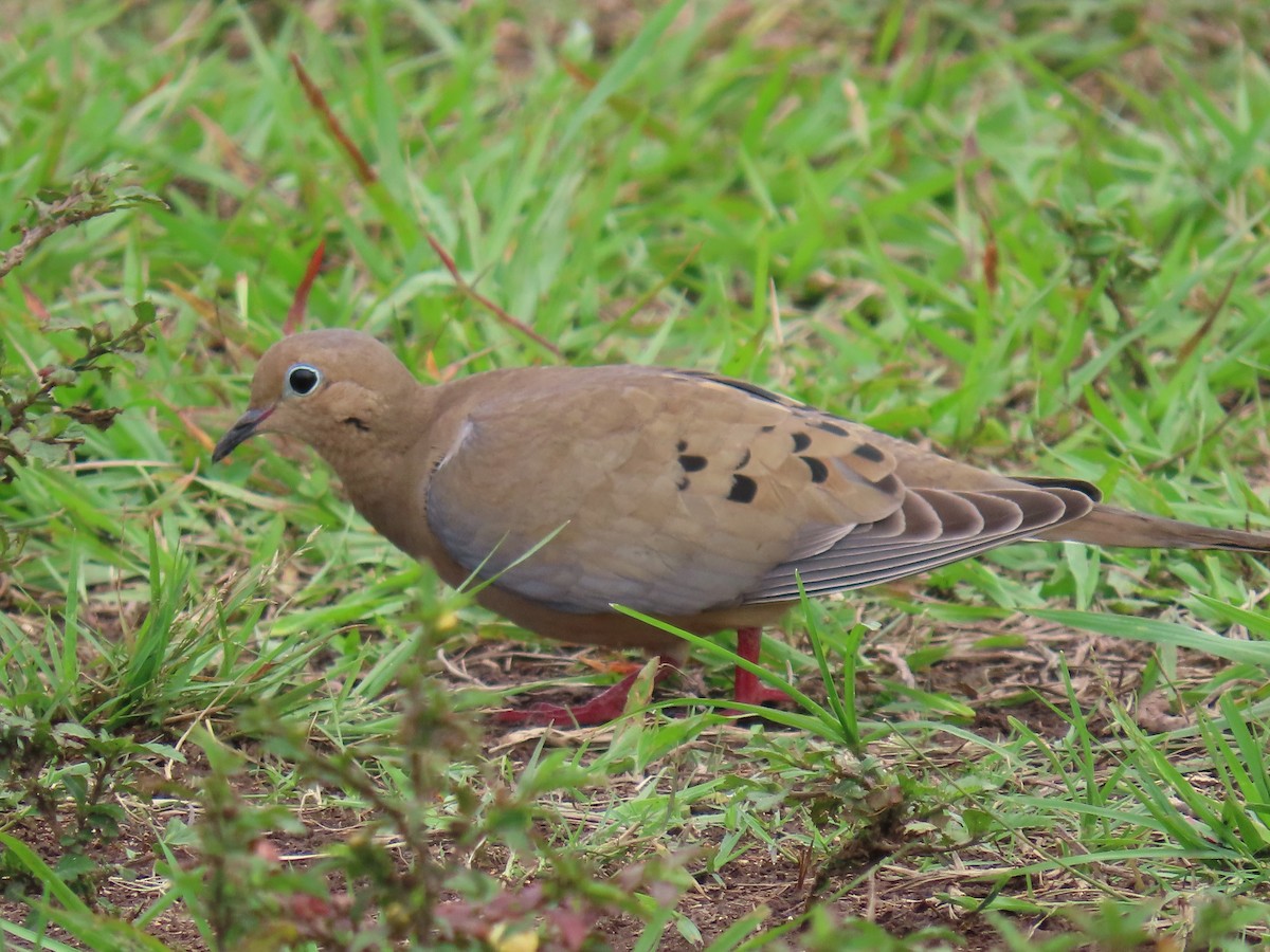 ナゲキバト - ML644597923