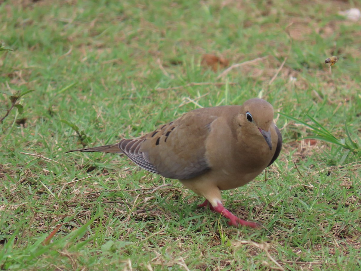 ナゲキバト - ML644597924