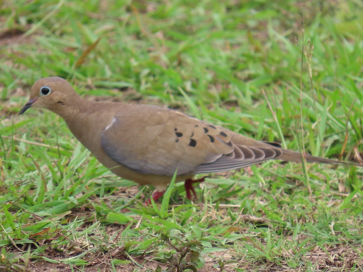 ナゲキバト - ML644597925