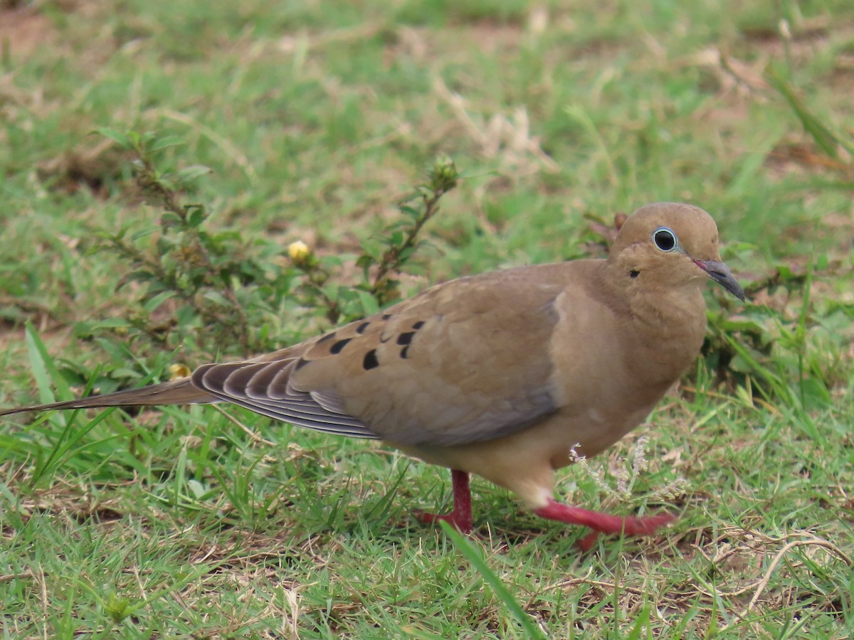 ナゲキバト - ML644597926