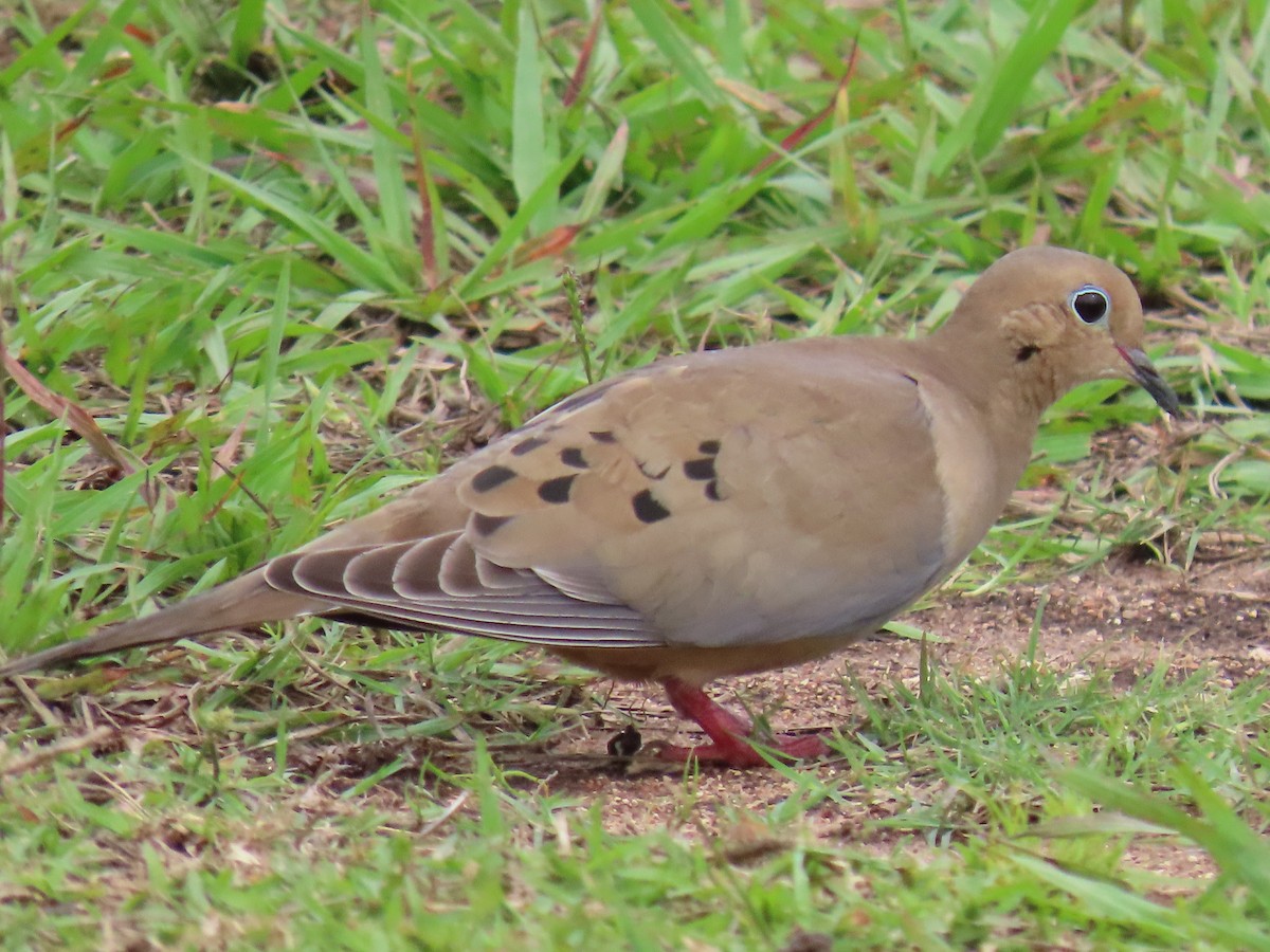 ナゲキバト - ML644597927