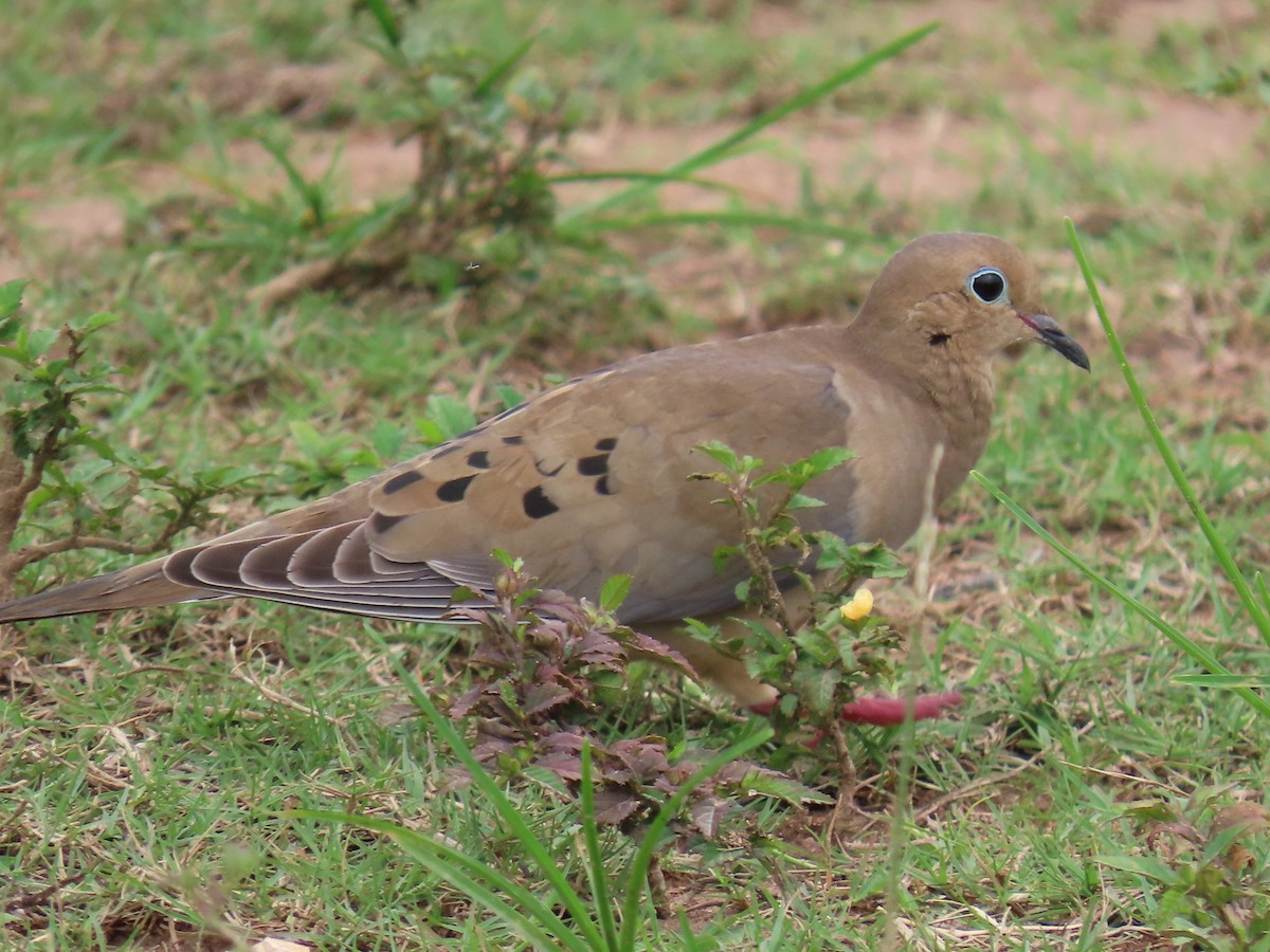 ナゲキバト - ML644597928