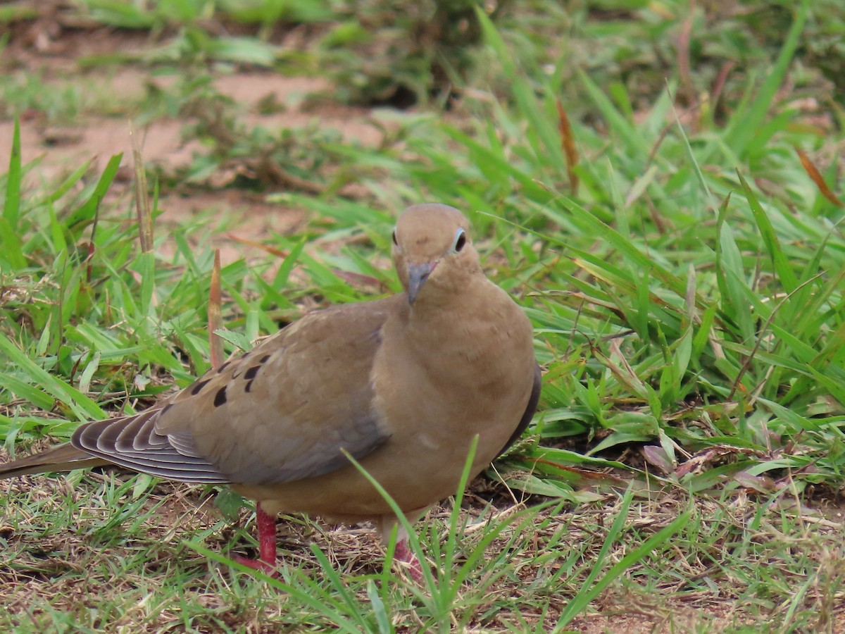 ナゲキバト - ML644597929