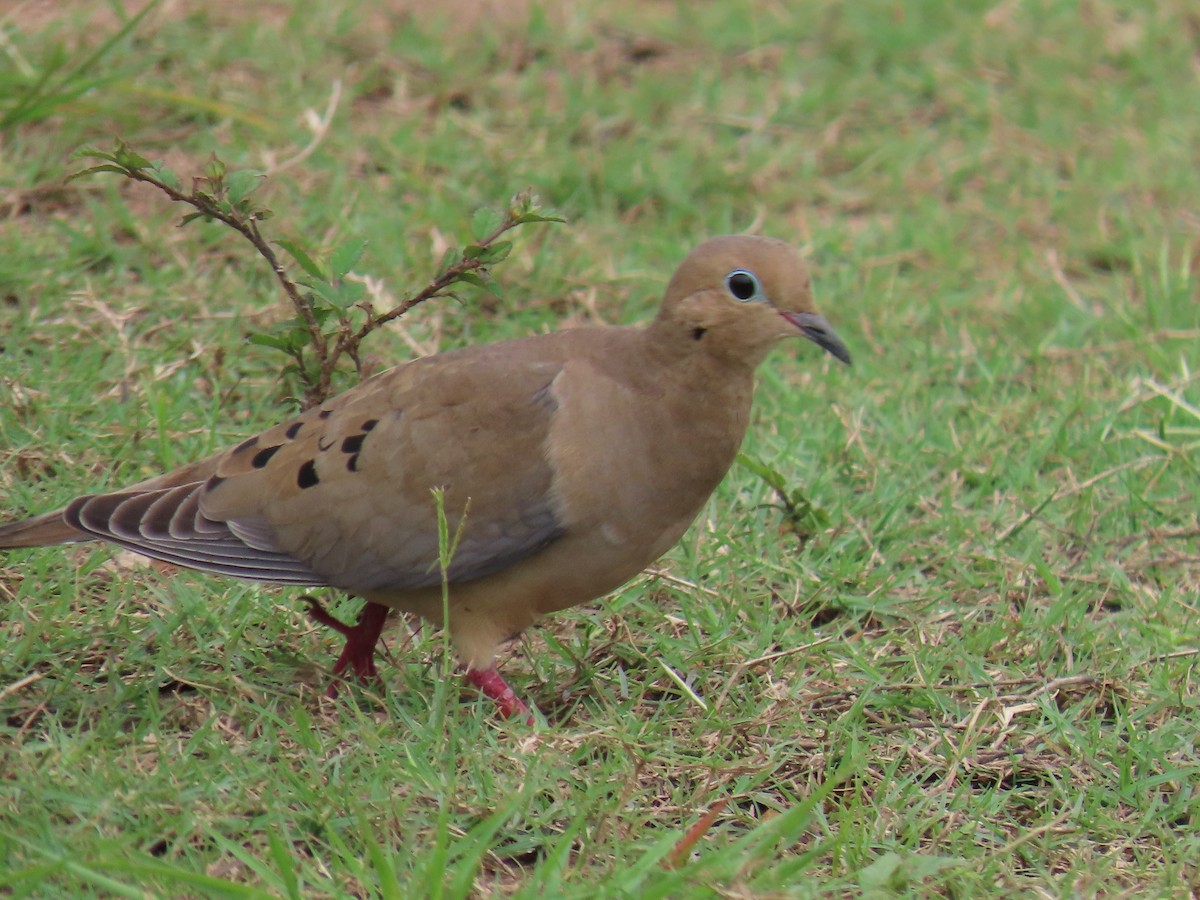 ナゲキバト - ML644597930