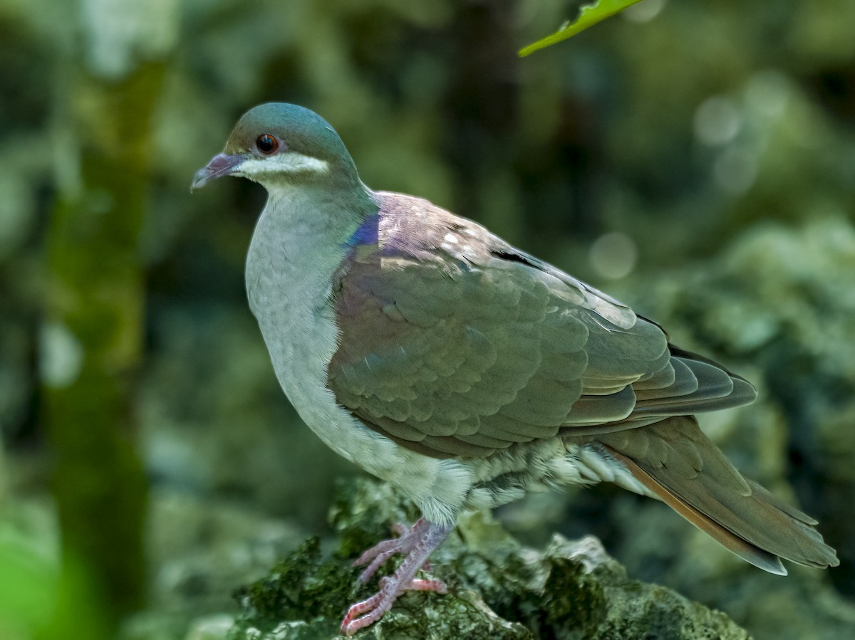 Key West Quail-Dove - ML644597935
