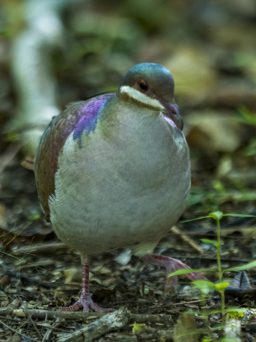 Key West Quail-Dove - ML644597936