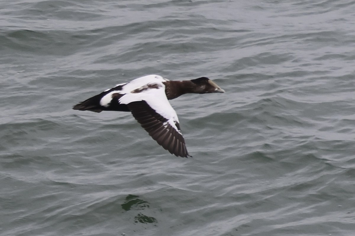אדרית שחורת-כיפה - ML644597947