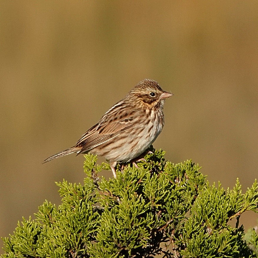 strnadec luční - ML644597956