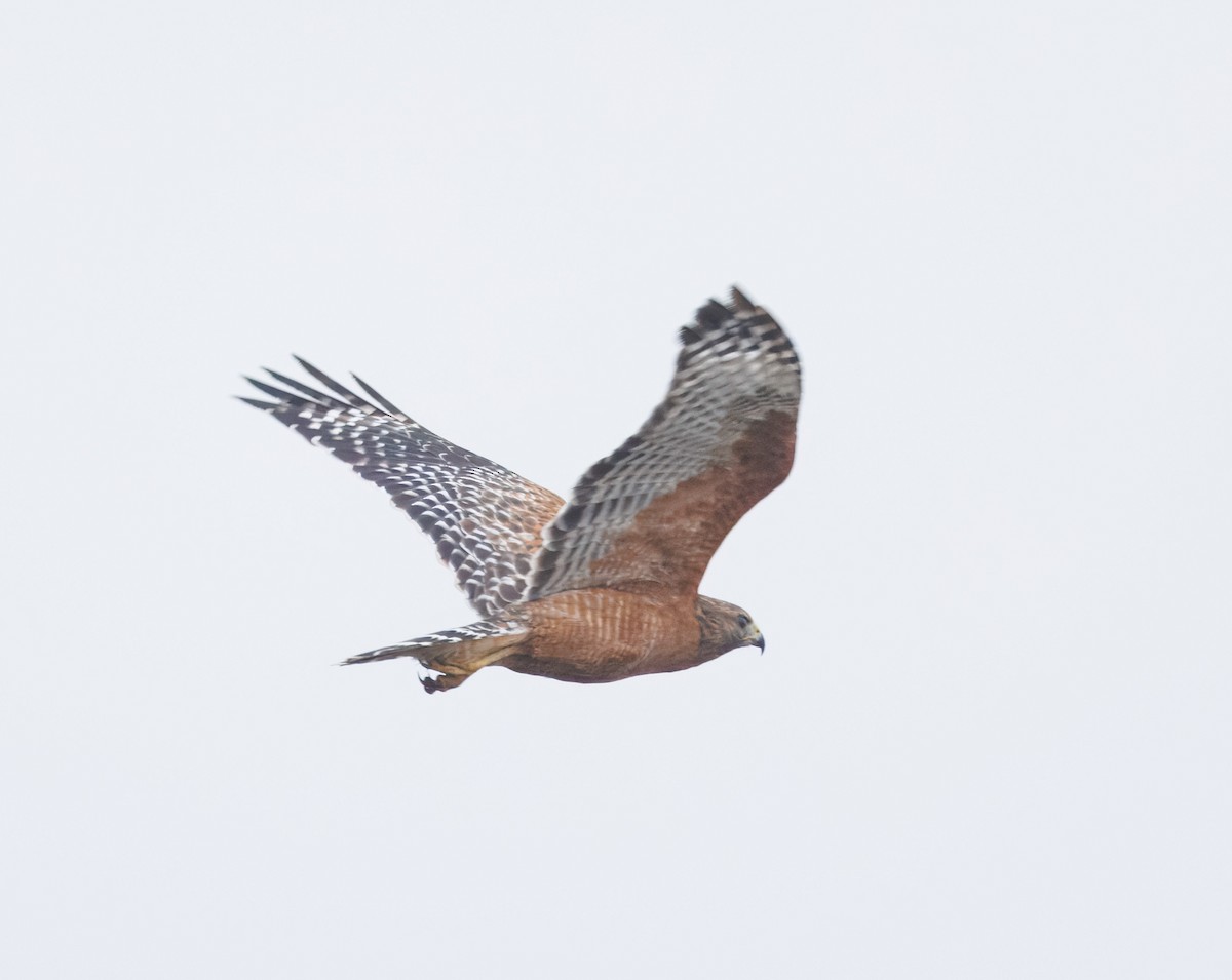 Red-shouldered Hawk - ML644597967