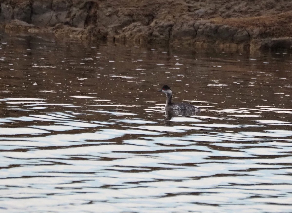 potápka černokrká - ML644597969