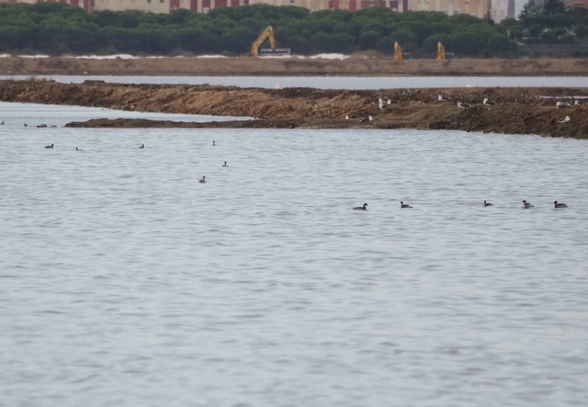 potápka černokrká - ML644597970