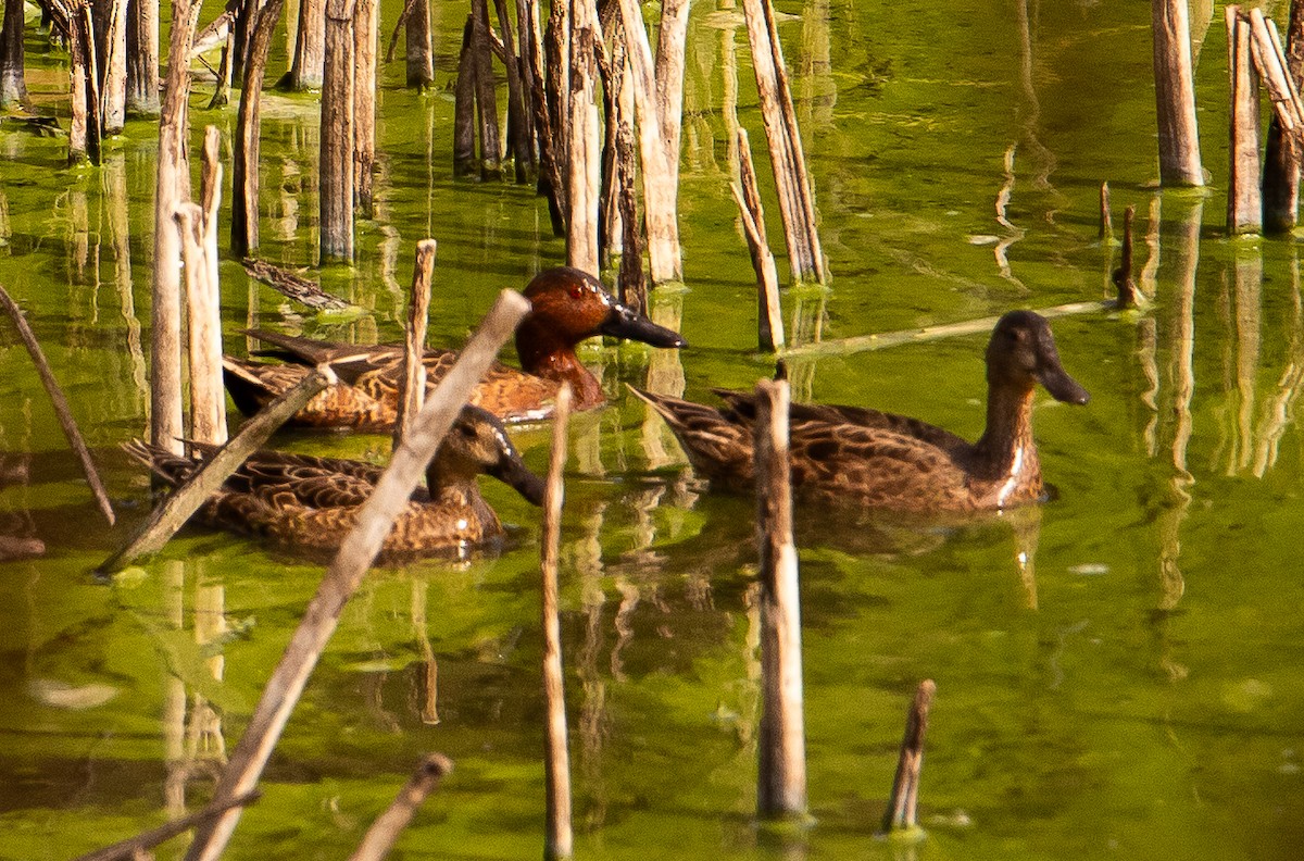 Alzavola cannella - ML644597975