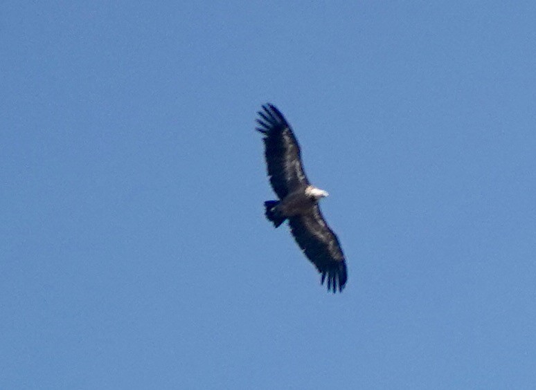 Eurasian Griffon - ML644597978