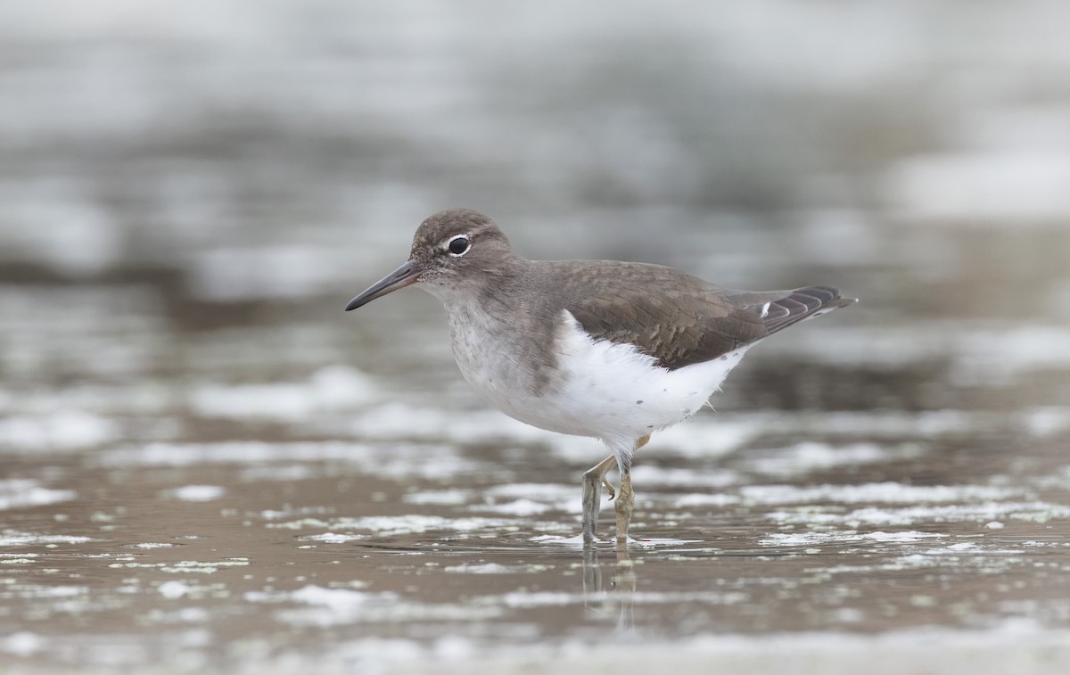 Piro piro macchiato - ML644597985