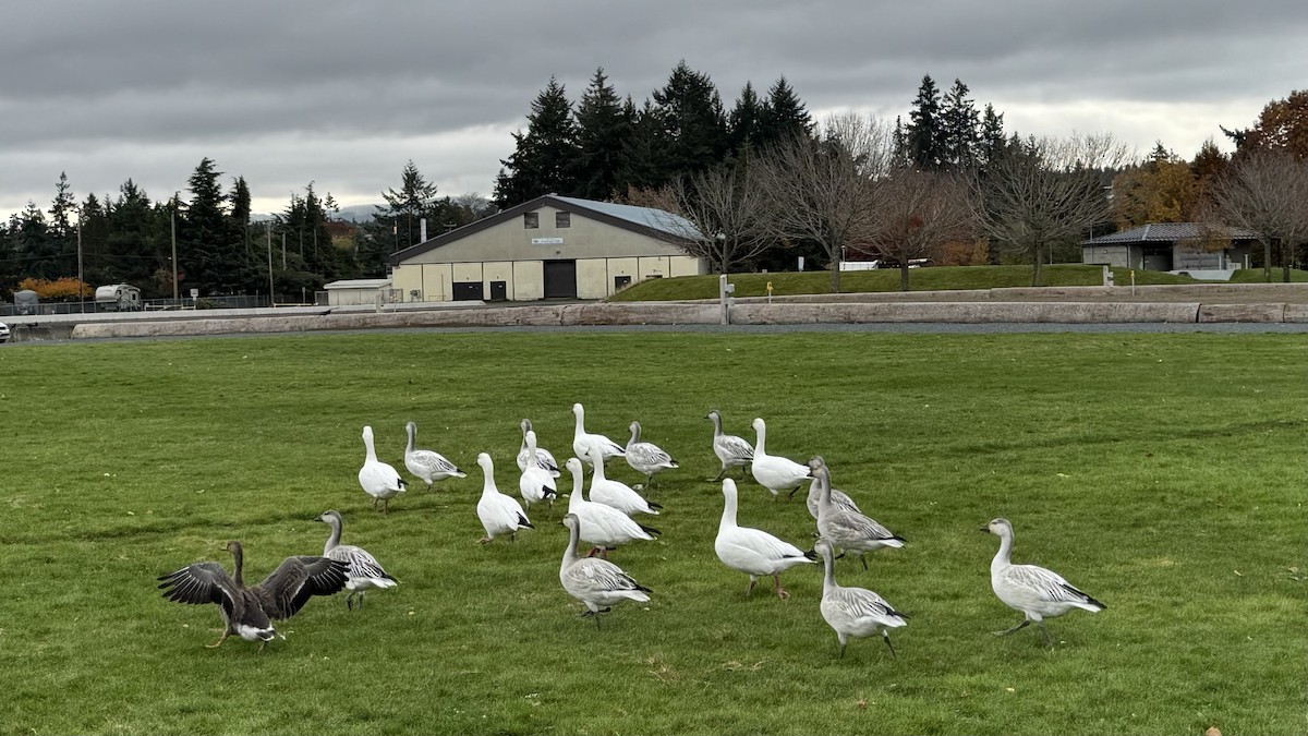 Snow Goose - ML644597990