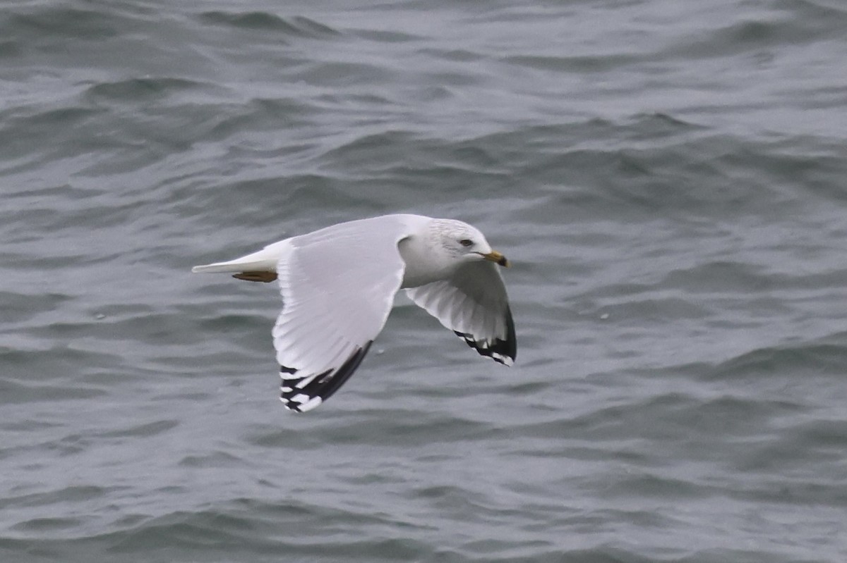 racek kroužkozobý - ML644597993