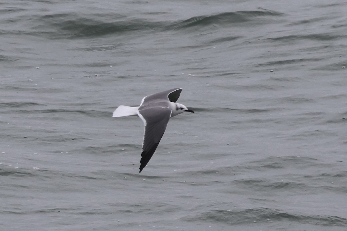 racek karibský - ML644598010