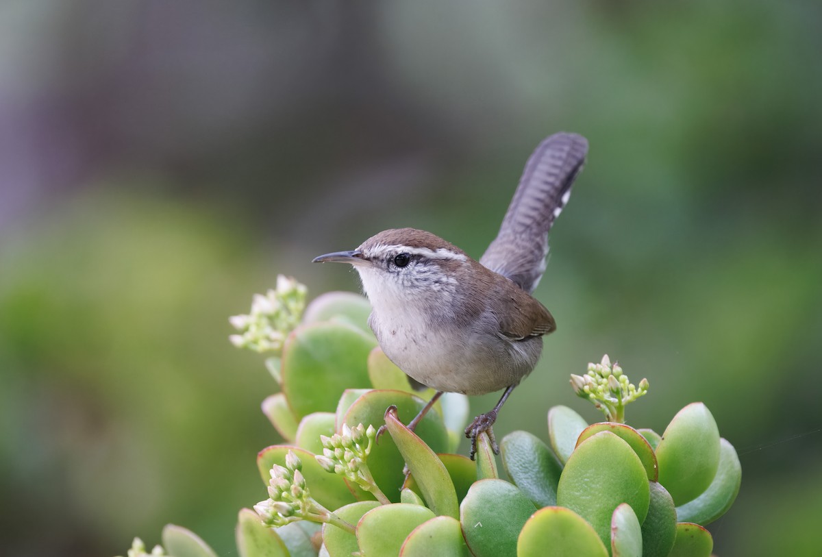 Bewick's Wren - ML644598013