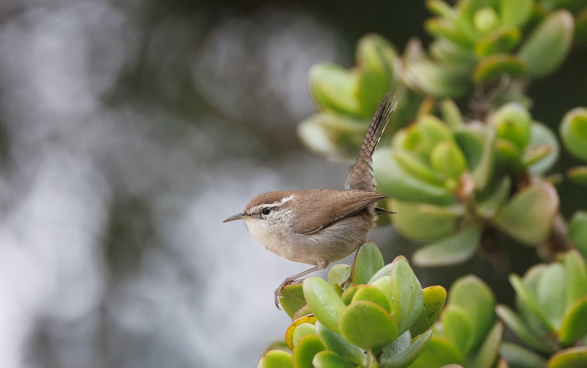Bewick's Wren - ML644598018