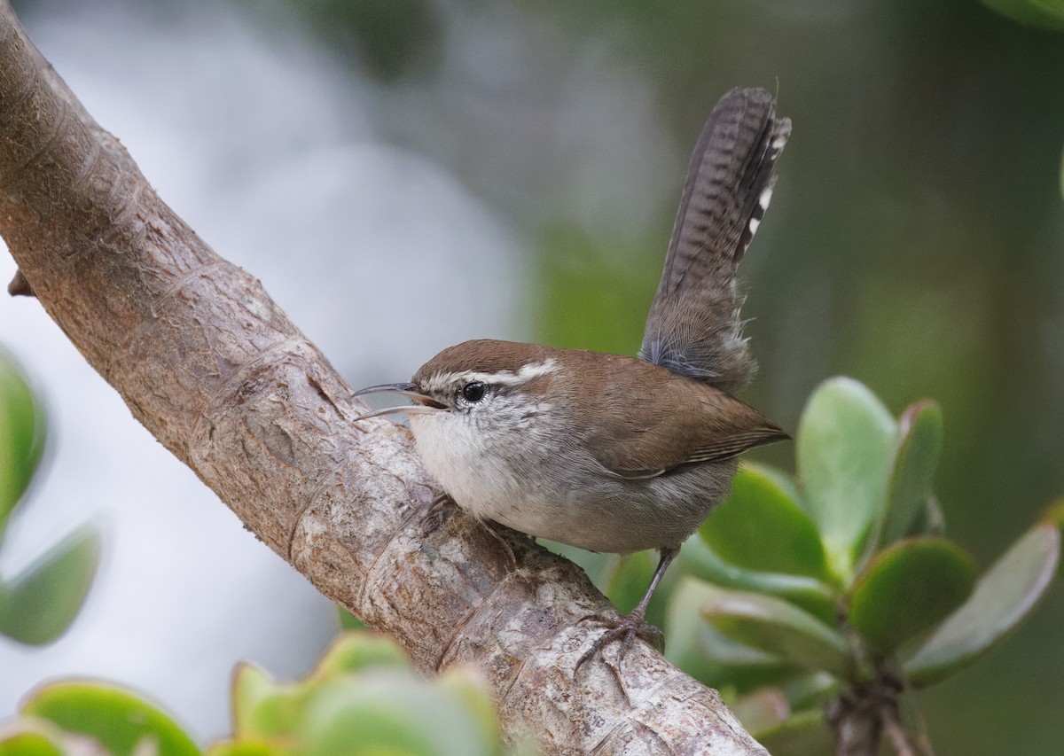 Bewick's Wren - ML644598019