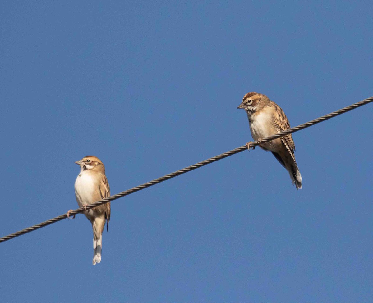 Lark Sparrow - ML644598023