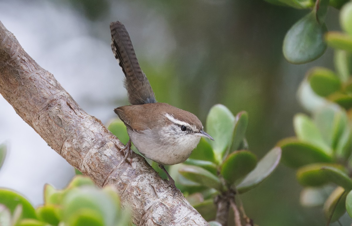 Bewick's Wren - ML644598025