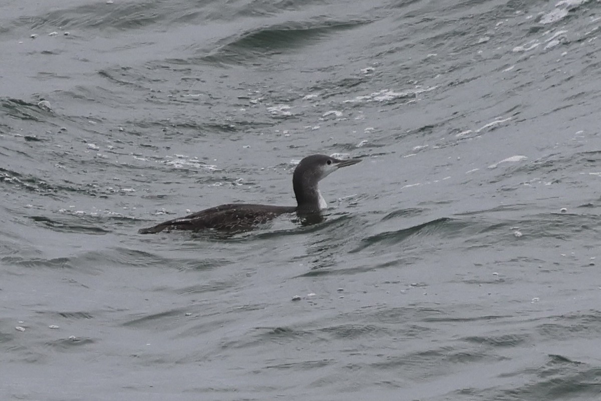 potáplice malá - ML644598026