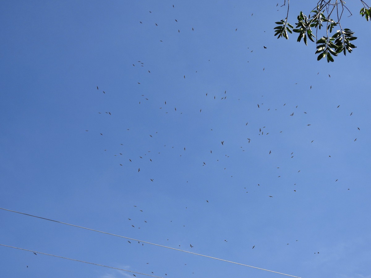 Vencejo Acollarado - ML644598032