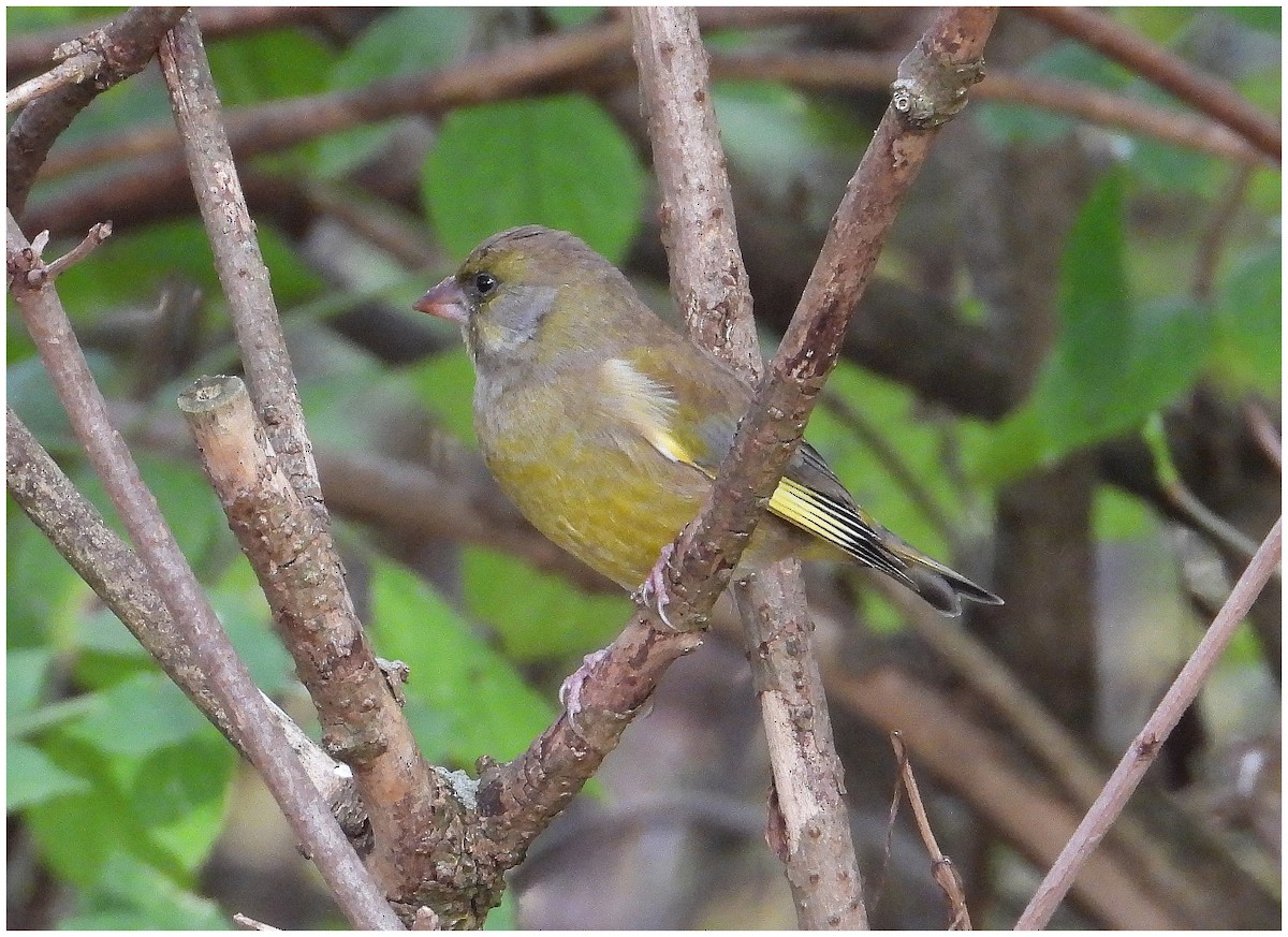 Grünfink - ML644598036