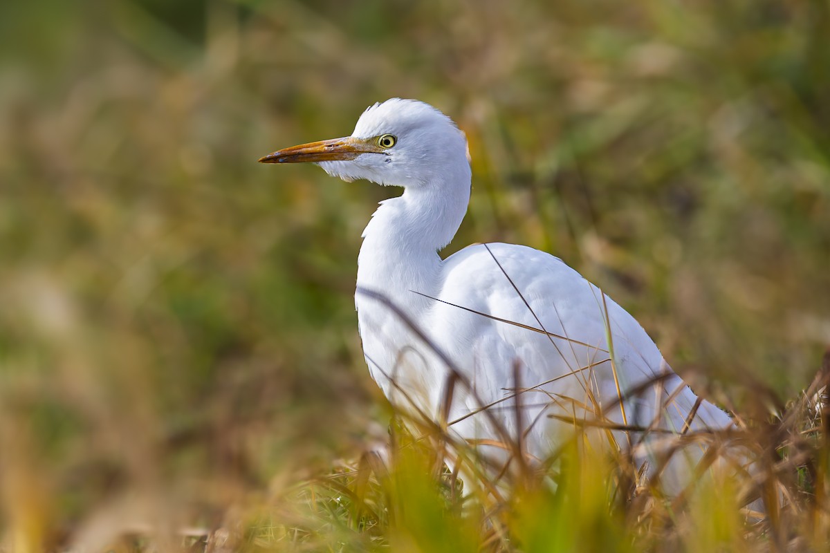 Чапля єгипетська західна - ML644598037