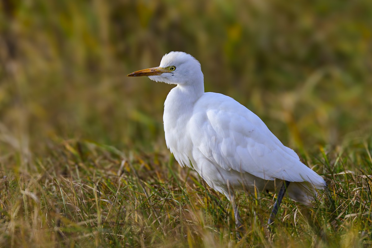 Чапля єгипетська західна - ML644598038